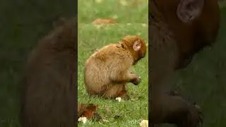 #zoo #monkey #beautiful #nice #cute #love #animals #story #reel #stories #animal #singe #قرد #حيوان