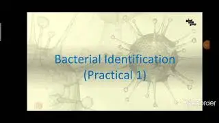 practical 3.. micro.. bacterial identification