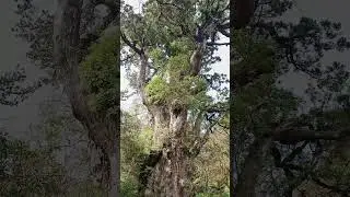 Japan's Oldest Tree