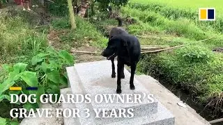 Dog in Vietnam guards owner&rsquo;s grave for three years