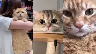 Cutest Cats Will Make You Happy!  (Close-up)