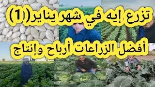 تزرع إيه في شهر يناير و أهم وأفضل الزراعات أرباحا و أعلي إنتاج و أفضل جودة
