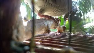 Pikat merbok