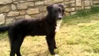 Chien qui joue