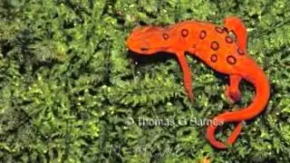 ASL ABC Animals.wmv