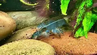 African fan shrimp