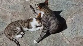 Greek kitten feeding while it's mum is grooming both of them.