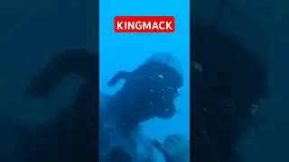 KINGMACK #maubanquezon #keacspearfishing #fish #spearfishingphilipines #kingmackerel