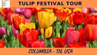 Beautiful Tulip Festival Tour in Tennessee, USA | You Pick Tulip Festival 2022 | Tulip Field