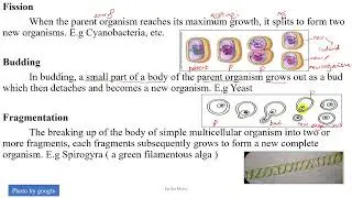 Grade 10 Chapter 5 Reproduction & Spore Formation