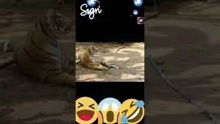 Top videos engra&ccedil;ados - Cachorro atacado por tigre fake - Tigre ataca c&atilde;o - Tente n&atilde;p rir #shorts