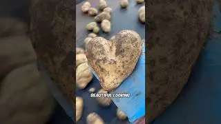 A potato love story that took 10 hours #potatoes