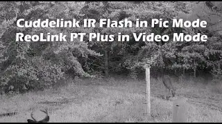 Trail Camera Click and IR Flash Spooks Buck While a 2nd Camera in Video Mode Captures His Reaction