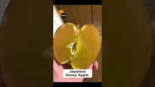 Most Expensive Apple in the WORLD