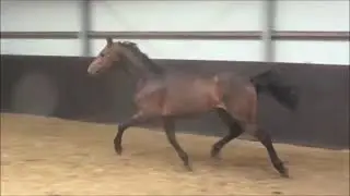 SOLD - 2010 Gelding By Azteca VDL (v. Indoctro) x Burggraaf x Grosso Z