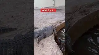 Alligator Bites Alligator: What Went Wrong?😱🐊#shorts #alligator