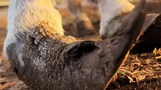 The donkey's hooves are like curved knives, it's so pitiful.