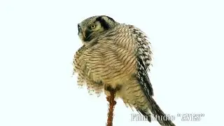 Сова ястребиная (Surnia ulula) - Northern hawk-owl | Film Studio Aves