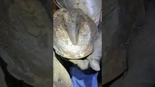 Farrier bursts abscess on horses hoof