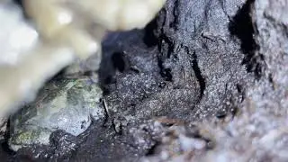 Frog nest