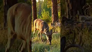 deer