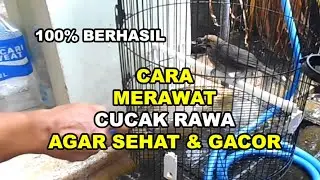GT-SK #43 Cucak Rawa Gacor Banget, Inilah Cara Perawatanya