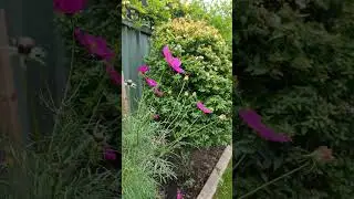 Pink Cosmos #gardening #garden #gardentok #plantslover #plantslover #dahliaflowers #flowers