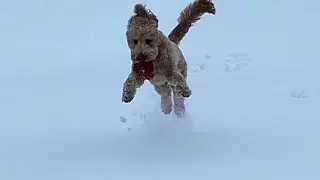 Protecting pets during snow and ice