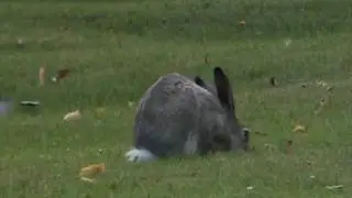 Whitetail Jackrabbit (Leporidae: Lepus townsendi) Feeding