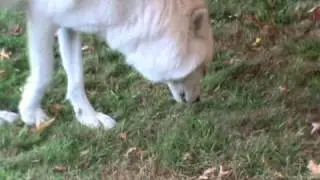 Atka (Wolf) Visits TNAC