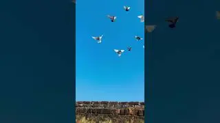 KABUTAR LOVER 🕊️#kabutar #pigeon #pigeons #birds #kabootar #pigeonpose #pigeonlove #kabutarbazi