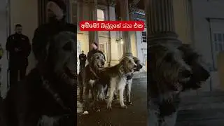 Massive Dogs in uk #doglover #dogs #petlover #massive #bigdog #unexpected #ukdogs