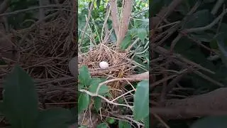Ninho na jaboticabeira, aqui a fauna &eacute; intensa,  s&oacute; n&atilde;o sei a esp&eacute;cie.