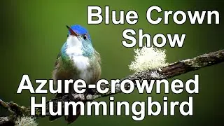 Azure-crowned Hummingbird