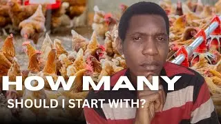 How Many Layer Chickens Should You Start With?
