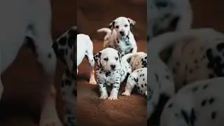 5 Surprising Dog Facts You Didn&rsquo;t Know: Fun Insights for Dog Lovers!