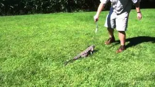 Leapin lizard!