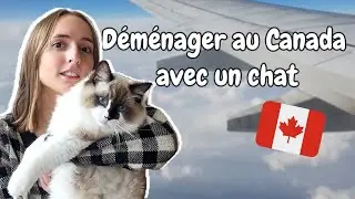 Prendre l&rsquo;avion avec son chat 🍁 (Billets, Caisse de transport, Budget, Proc&eacute;dures)
