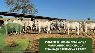 PROJETO TIP BRASIL: APTA LANÇA MAPEAMENTO NACIONAL DA TERMINAÇÃO INTENSIVA A PASTO
