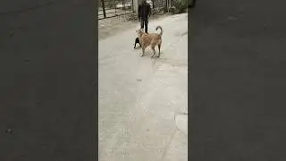 Today's generation #ytshort #viralshort #dogsandpuppies #funnyvideo