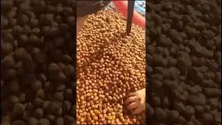 Hazelnut green husk peeling machine Professional Hazelnut Cleaning Machine #hazelnuts #fındıkpatozu