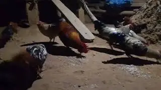 Do.o banga New video.#