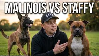 Belgian Malinois vs Staffordshire Bull Terrier: Pick the Right Dog