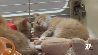 Humane Society of Yuma battles crowding crisis and need your help with their &ldquo;At Risk List&rdquo;