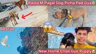 Rabis Dog Picha Pad Gya😰Rock K Sath Jaan Bacha Kar Bhaga || Roxcy Ka Puppy New Ghar Chla Gya🐶