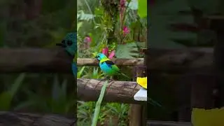 A brightly colored bird with 6 different colors of feathers