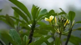 Close up Shot of Rainfalling on a Flower | 4K VIDEOS ULTRA HD