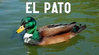 El Pato - Caracter&iacute;sticas. Puede volar a las cinco semanas de nacido.