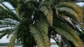 can subtropical Canary Island Date Palm (Phoenix canariensis) survive in equatorial Rainforest?