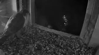 Diamond take one bird prey and leave the box | FalconCam Project | Jan 29, 2026